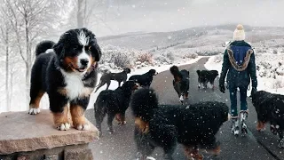 WALKING OUR 10 BERNESE MOUNTAINS DOGS IN THE SNOW!!! Ep. 3 || vlog011