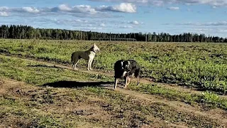 ЛЕСНЫЕ БЕСЕДЫ. Долгожданный отпуск