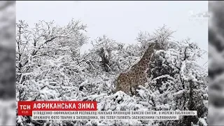У африканському природному заповіднику несподівано випав сніг