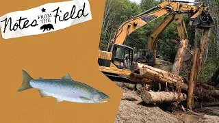 Building Homes for Salmon | Notes from the Field