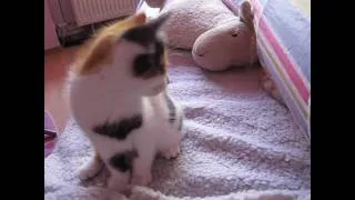 Cute Baby Kittens Baby Katzen Teil 2