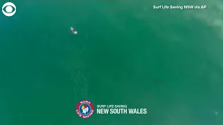 WEB EXTRA: Surfer Has Close Encounter With Great White Shark