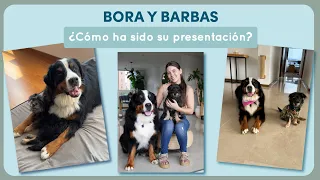 ¿CÓMO PRESENTAR 2 PERROS? | Así ha sido el proceso de Bora y Barbas - Lauvet