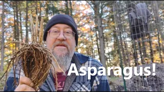 Asparagus:  Collecting Seeds and Moving Crowns