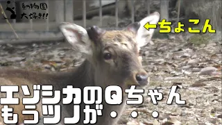 もう少し角が生え始めたエゾシカのＱちゃん　上野動物園 2022/4/26 Japanese ezo deer UENO ZOO IN TOKYO