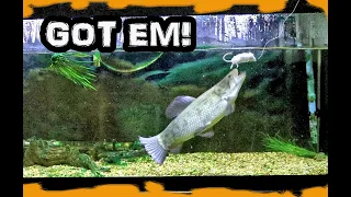 Fishing for my pet wolf fish, feeding him with a fishing rod CRAZY!