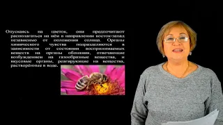 Владимцева Т.М. Гнездо пчелиной семьи