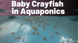 Baby crayfish in aquaponics- Crayfish for aquaponics part 4 - (hybrid aquaponic system)