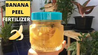 BANANA PEEL AS NATURAL FERTILISER | DIY BANANA PEEL WATER FERTILISER | Banana Peel For Plants/Garden