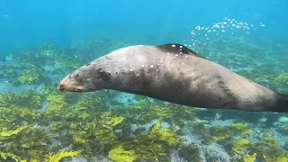 Cabbage Tree Bay Marine Life - Shelly Beach, Sydney (Snorkelling & Diving)