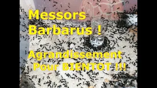 Evolution des Messors Barbarus en nid BC , bientôt va falloir agrandir en taille XL .Medoc72