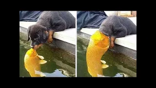 😆🔥 Funny Moments Of The Year Compilation (part 1)😆🔥#fyp #foryou #funny #cat #dog #viral #