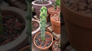 Cacti and Succulents Greenhouse. USDA Hardness Zone 9B