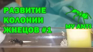 Развитие колонии жнецов #1