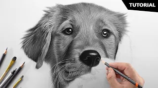 How to Draw a Realistic Dog | Tutorial for BEGINNERS