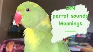 Sounds INDIAN RINGNECK PARROTS make | meanings