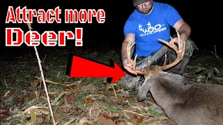 How To Attract & HOLD Deer On SMALL Property! 2020