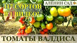 117 сортов томатов "живьем" в теплице / ЛУЧШИЕ ТОМАТЫ