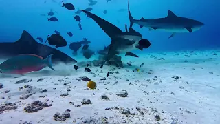 Tiger Zoo, Maldives 2024