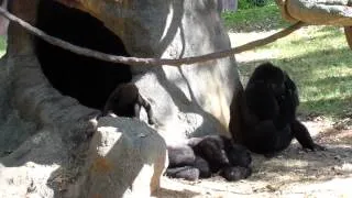 Western Lowland BABY Gorilla Playing at the Atlanta Zoo