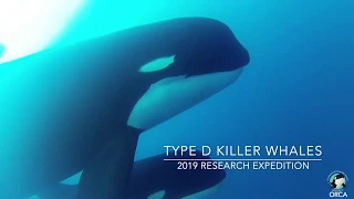 Exclusive Underwater Footage Captured of Type D Killer Whales (Orcinus orca) off Cape Horn, Chile