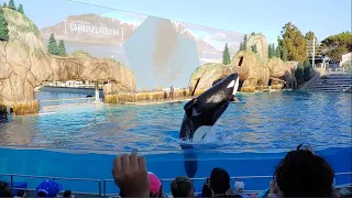 SeaWorld San Diego - Orca Encounter Show (Màn trình diễn cá voi sát thủ) - Rau Muống Đi Chơi