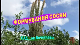 ЯК ЗРОБИТИ ІЗ СОСНИ ЗВИЧАЙНОЇ СОСНУ ДЕКОРАТИВНУ! Стримання зростання сосни.