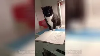 Смешные кошки, который знают, как заставить вас хохотать до слез!