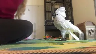 Mom sets camera down and cockatoo gets angry that she won't let him take it