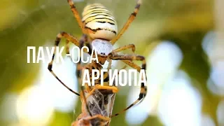 ПАУК - ОСА  АРГИОПА || ЖИВАЯ ЗЕМЛЯ