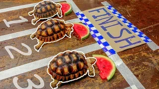 Turtle Racing to get Watermelon Champion - Tortoises love Watermelon