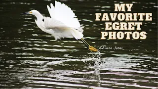 My favorite Egret photos | Wildlife photography | Canon Rebel T3i
