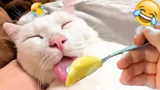 🤣 Funniest 2024😻 Cats and 🐶 Cucumbers - Awesome Funny Pet Videos 😇