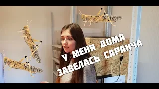 Разведение, уход и содержание саранчи с нуля