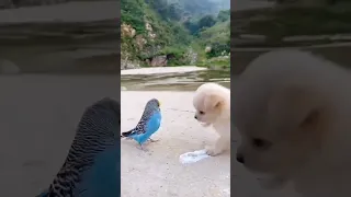 Friendship / puppy and bird . A beautiful moment #394 -#shorts