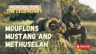 Hunting for the legendary Mouflons, Mustang and Methuselah