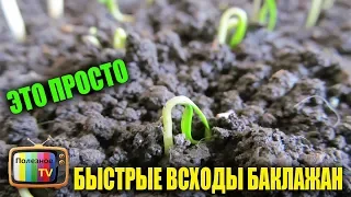 СЕЮ БАКЛАЖАНЫ ТОЛЬКО ЭТИМ СПОСОБОМ БЫСТРЫЕ ВСХОДЫ ГАРАНТИРОВАНЫ