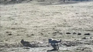 Il pastore maremmano abruzzese....l'arma migliore contro gli attacchi del Lupo al bestiame domestico