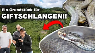 Wir suchen GIFTSCHLANGEN in Deutschland!! - Die Spur der fast ausgestorbenen Kreuzotter