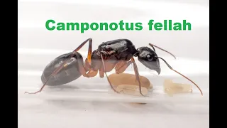 Обзор муравьев Camponotus fellah формикарий (муравьиная ферма) "соты"