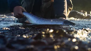 Atlantic Salmon fishing on the Pinware River, Labrador 2020