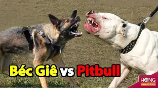 Béc Giê liều mạng gây sự với chó Pitbull và cái kết bất ngờ| Hóng Khám Phá