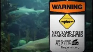 Get Up Close with Sand Tiger Sharks