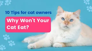 10 Reasons Your Cat Has Stopped Eating - And What You Can Do About It!