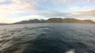 Humpbacks in Eyjafjordur