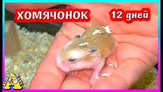 Хомячата роборовского каждый день переезды / хомяк роборовского / Alisa easy pets