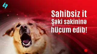 Sahibsiz it Şəki sakininə hücum edib… | Kanal S Xəbər