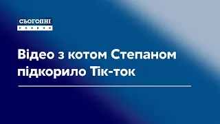 Відео з котом Степаном підкорило Тік-ток