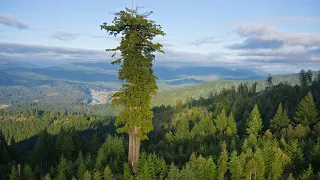 ÁRBOL MAS ALTO DEL MUNDO EN PELIGRO