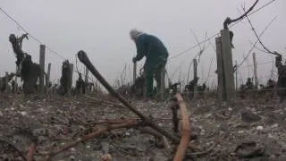 Winter in the Vineyards of Bordeaux